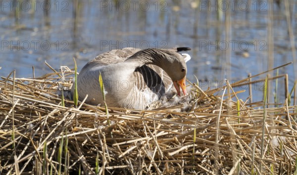 Grey goose (Anser anser) sitting on the nest and breeding, blue water, Lower Saxony, Germany