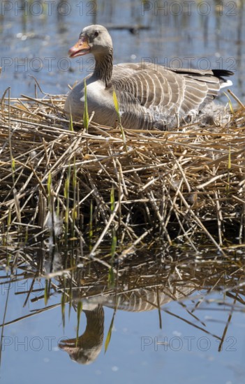 Grey goose (Anser anser) sitting on the nest and breeding, blue water, Lower Saxony, Germany