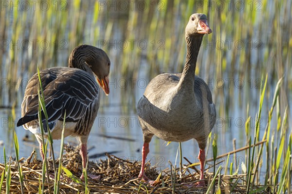 Grey goose (Anser anser), a couple standing on the nest, blue water, Lower Saxony, Germany