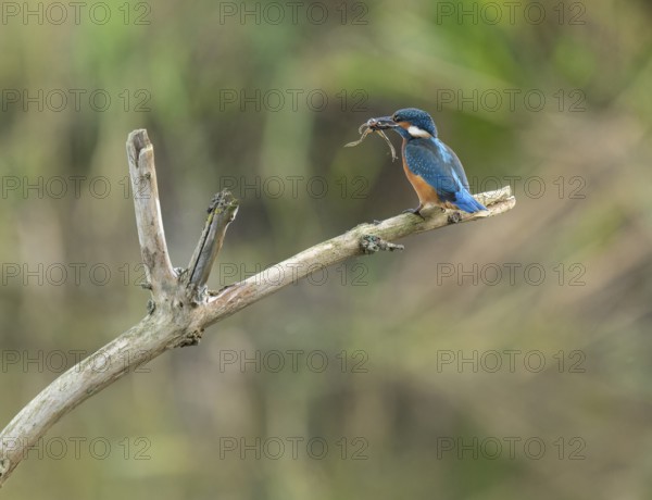 Kingfisher (Alcedo atthis) sitting on a branch, sitting room, with captured prey frog (Rana) in its beak, Lower Saxony, Germany