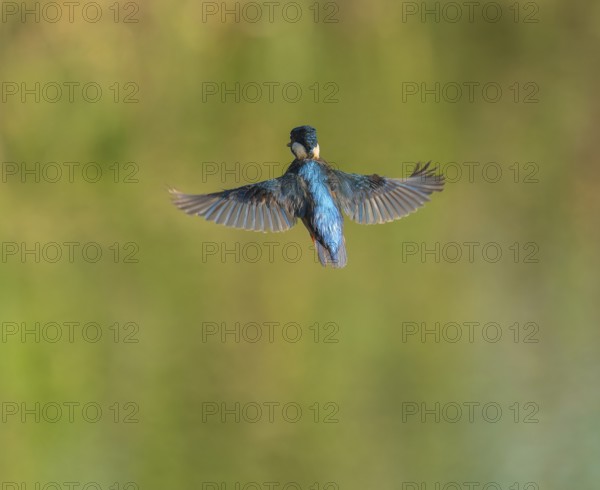 Kingfisher (Alcedo atthis) flying, shaking, vibrating, hunting a prey animal, Lower Saxony, Germany