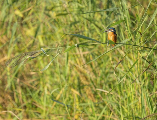 Kingfisher (Alcedo atthis) sits on a reed stalk while hunting a prey, reed (Phragmites australis) as a sitting room, Lower Saxony, Germany
