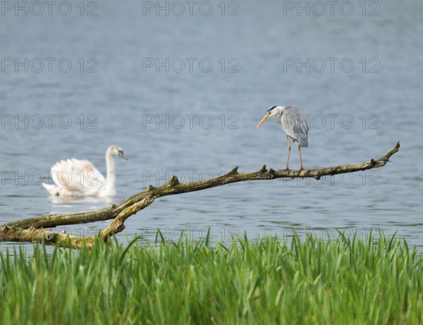 Grey heron (Ardea cinerea) stands on a dead branch on a lake, Lower Saxony, Germany
