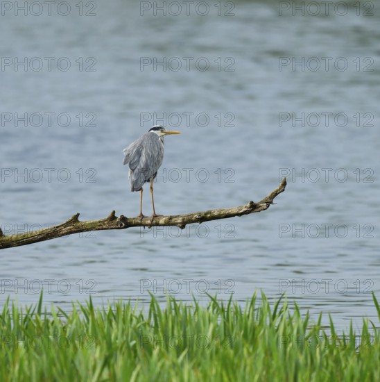 Grey heron (Ardea cinerea) stands on a dead branch on a lake, Lower Saxony, Germany