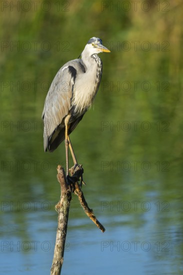 Grey heron (Ardea cinerea) stands on a dead branch at a lake, blue water, Lower Saxony, Germany