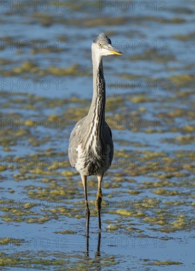 Grey heron (Ardea cinerea) searching for food in the shallow water zone of a lake, blue water, Lower Saxony, Germany