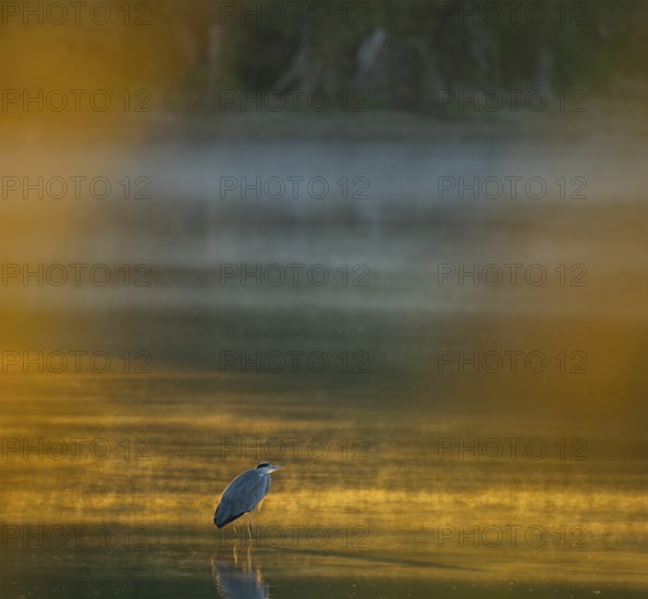 Grey heron (Ardea cinerea) stands in warm, orange morning light in the shallow water zone of a lake, clouds of fog over the water, Lower Saxony, Germany