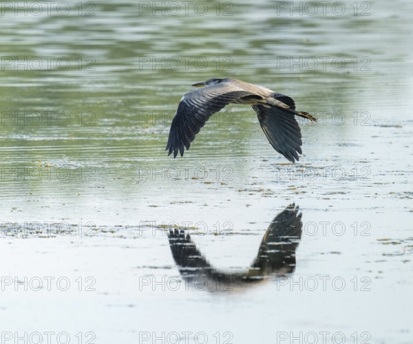 Grey heron (Ardea cinerea) flying over a lake, Lower Saxony, Germany