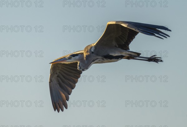 Grey heron (Ardea cinerea) flying, blue sky, Lower Saxony, Germany