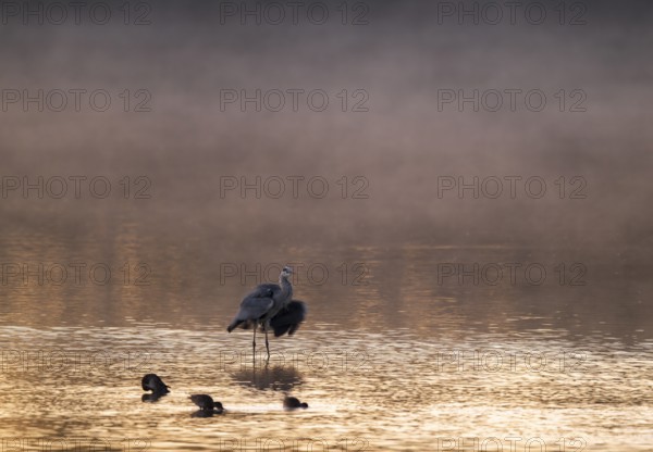 Grey heron (Ardea cinerea) stands in warm morning light in the shallow water zone of a lake, clouds of fog over the water, Lower Saxony, Germany