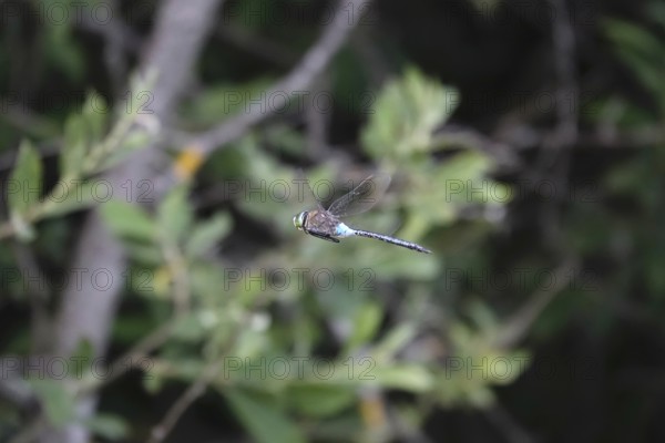 Dragonfly in flight, summer, Germany