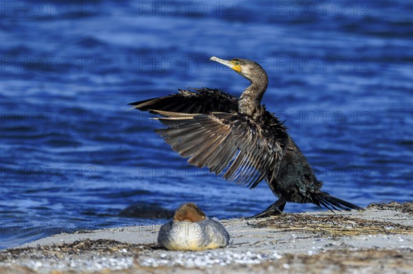 Cormorant with spread wings on the seashore, vivid colors and clear details, cormorant, (Phalacrocorax carbo), wildlife, Western Pomerania Lagoon Landscape National Park, Zingst, Mecklenburg-Western Pomerania, Germany