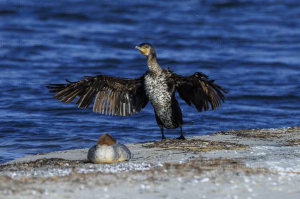 A cormorant spreading its wings on the beach, blue ocean in the background, cormorant, (Phalacrocorax carbo), wildlife, Western Pomerania Lagoon Area National Park, Zingst, Mecklenburg-Western Pomerania, Germany