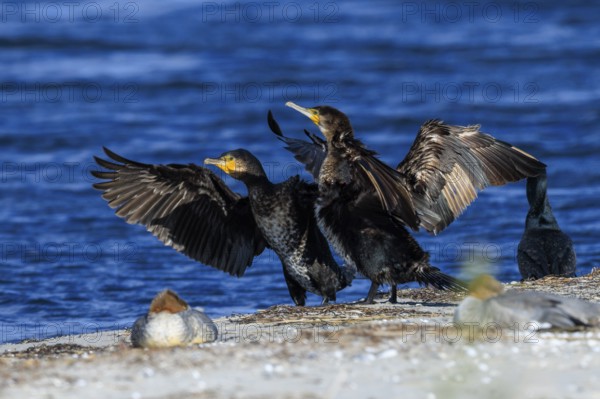 Two cormorants present themselves with spread wings in front of the sea horizon, cormorant, (Phalacrocorax carbo), wildlife, Western Pomerania Lagoon Area National Park, Zingst, Mecklenburg-Western Pomerania, Germany
