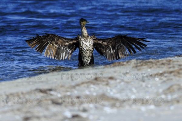 Bird with outstretched wings against a background of water and sand, cormorant (Phalacrocorax carbo), wildlife, Western Pomerania Lagoon Area National Park, Zingst, Mecklenburg-Western Pomerania, Germany