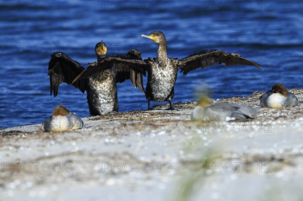 Two cormorants with spread wings surrounded by other birds on the beach, cormorant, (Phalacrocorax carbo), wildlife, Western Pomerania Lagoon Area National Park, Zingst, Mecklenburg-Western Pomerania, Germany