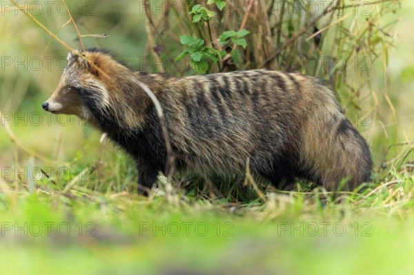 A raccoon dog stands sideways in front of a tree trunk in the grass, raccoon dog, (Nyctereutes procyonoides), wildlife, Western Pomerania National Park, Zingst, Mecklenburg-Western Pomerania, Germany