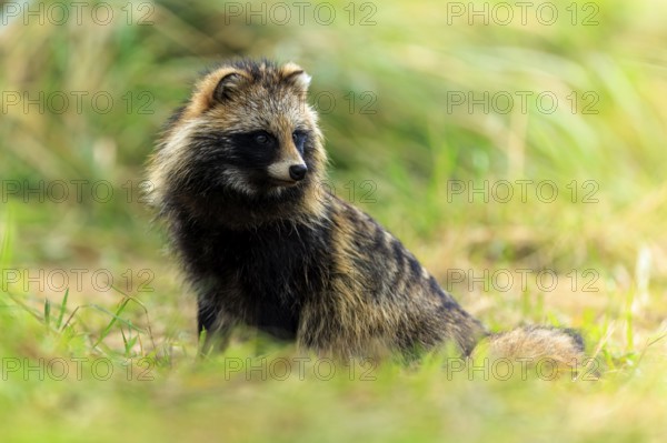A raccoon dog sits attentively in the grass and looks to the side, raccoon dog, (Nyctereutes procyonoides), wildlife, Western Pomerania National Park, Zingst, Mecklenburg-Western Pomerania, Germany