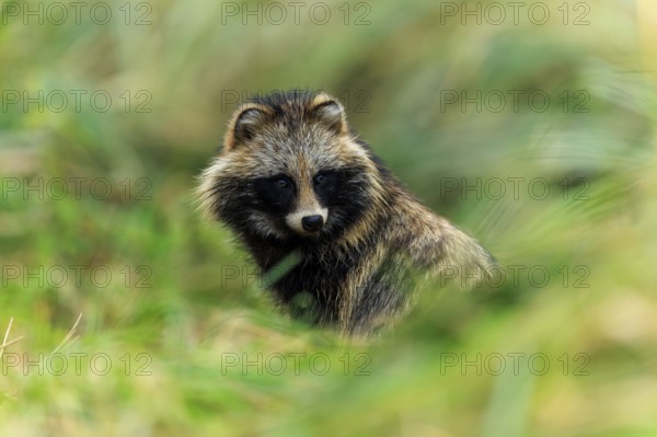 A raccoon dog looks through the grasses and looks alert, raccoon dog, (Nyctereutes procyonoides), wildlife, Western Pomerania Lagoon Area National Park, Zingst, Mecklenburg-Western Pomerania, Germany