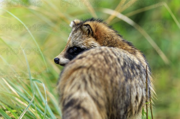 A raccoon dog in side view looking into the green, raccoon dog, (Nyctereutes procyonoides), wildlife, Western Pomerania Lagoon Area National Park, Zingst, Mecklenburg-Western Pomerania, Germany