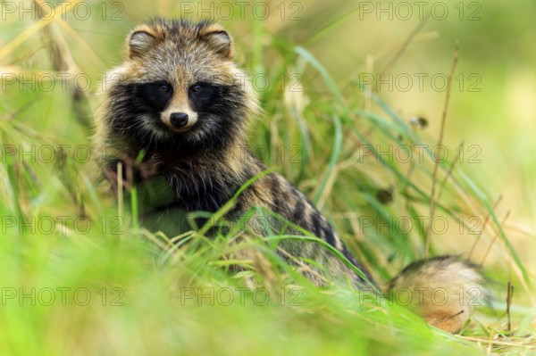A raccoon dog sits in the grass and looks intently at the camera, raccoon dog, (Nyctereutes procyonoides), wildlife, Western Pomerania Lagoon Area National Park, Zingst, Mecklenburg-Western Pomerania, Germany