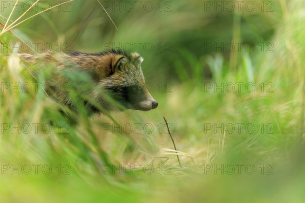 A raccoon dog hides partly in the grass and looks to the side, raccoon dog, (Nyctereutes procyonoides), wildlife, Western Pomerania Lagoon Area National Park, Zingst, Mecklenburg-Western Pomerania, Germany