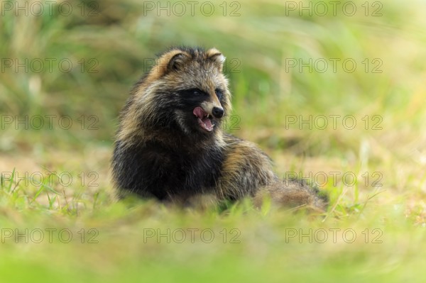 A sitting raccoon dog sticks out its tongue and looks forward, raccoon dog, (Nyctereutes procyonoides), wildlife, Western Pomerania Lagoon Area National Park, Zingst, Mecklenburg-Western Pomerania, Germany