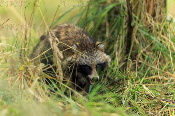A raccoon dog hides in the grass and looks attentively, raccoon dog, (Nyctereutes procyonoides), wildlife, Western Pomerania Lagoon Area National Park, Zingst, Mecklenburg-Western Pomerania, Germany