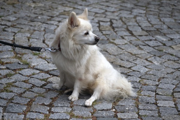 Dog, Pygmy Spitz (Pomeranian) on a leash, Bavaria, Germany