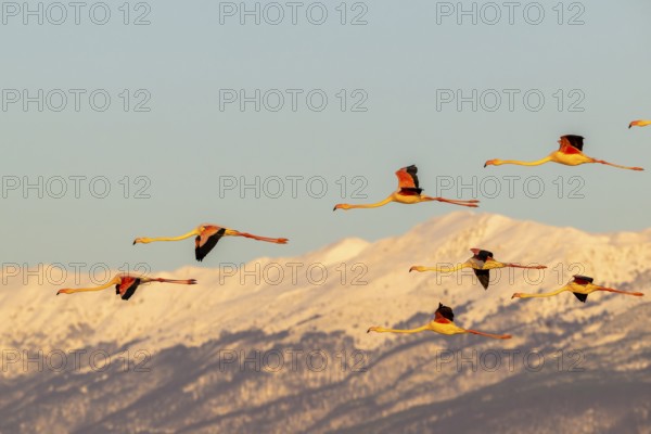 Pink flamingos (Phoenicopterus roseus) in flight in front of snow-covered mountains, Lake Kerkini, Greece
