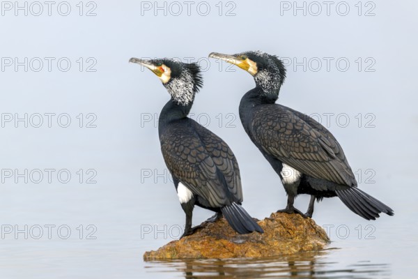 Cormorant (Phalacrocorax carbo), pair in their plumage, on a stone in the lake, Lake Kerkini, Greece