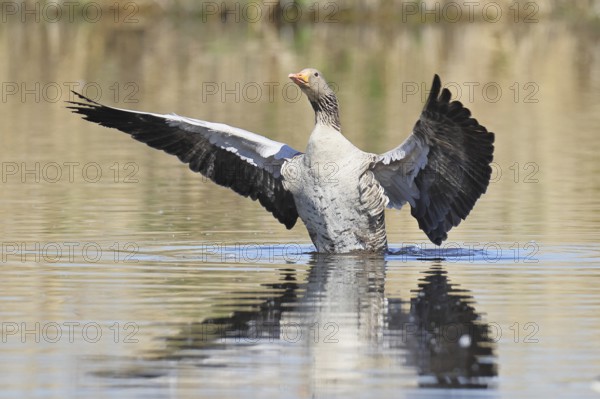 Greylag goose (Anser anser), flapping its wings on a pond, Wagbachniederung nature reserve, Waghäusel, Baden-Württemberg, Germany