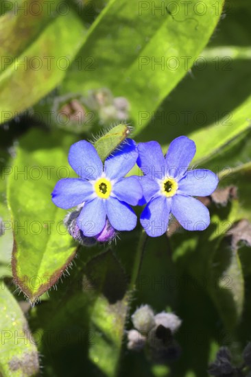 Marsh forget-me-not (Myosotis palustris), true forget-me-not in bloom in spring, close-up, Wilnsdorf, North Rhine-Westphalia, Germany