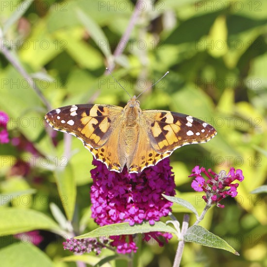 Thistle butterfly (Vanessa cardui) on a Buddleja davidii flower, Wilnsdorf, North Rhine-Westphalia, Germany