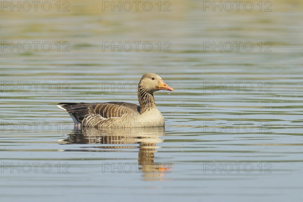 Greylag goose (Anser anser), swimming on a pond, Wagbachniederung nature reserve, Waghäusel, Baden-Württemberg, Germany