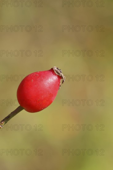 Ripe rosehip fruit of the dog rose (Rosa canina) on a branch, close-up, Wilnsdorf, North Rhine-Westphalia, Germany