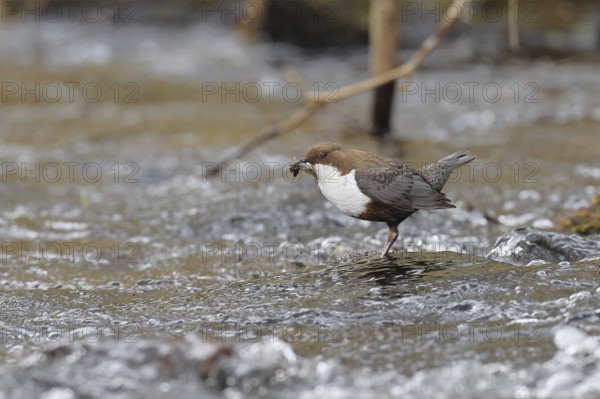 White-throated Dipper (Cinclus cinclus) standing with prey on a stone in the middle of a stream, the only native songbird that can also dive, wildlife, native nature, Wilnsdorf, North Rhine-Westphalia, Germany