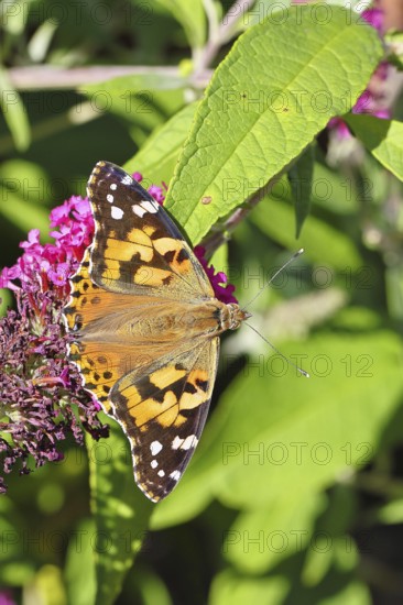 Thistle butterfly (Vanessa cardui) on a Buddleja davidii flower, Wilnsdorf, North Rhine-Westphalia, Germany