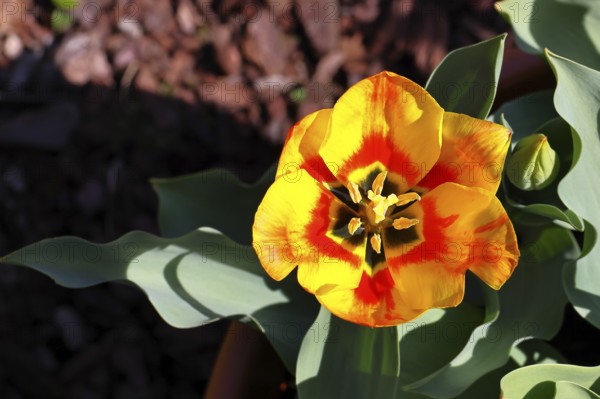 Pistil and stamens in a tulip calyx (Tulipa), tulip flower, red, black and yellow markings, Wilnsdorf, North Rhine-Westphalia, Germany