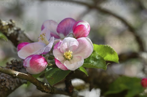 Apple blossoms (Malus), red still closed blossoms and white opened blossom with bokeh in the background, close-up, Wilnsdorf, North Rhine-Westphalia, Germany