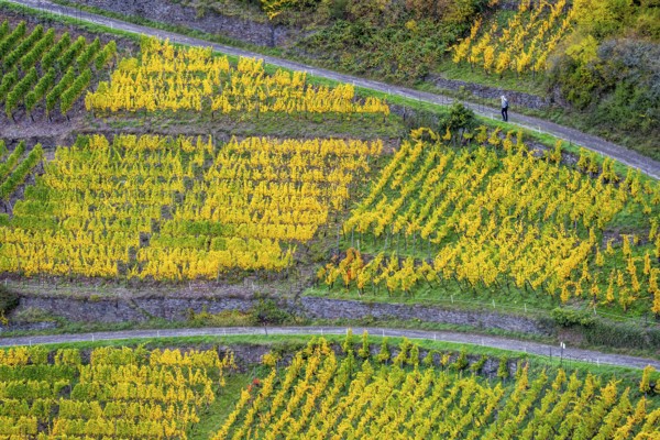 Vineyards in autumn in the central Ahr valley, near Altenahr, Rhineland-Palatinate