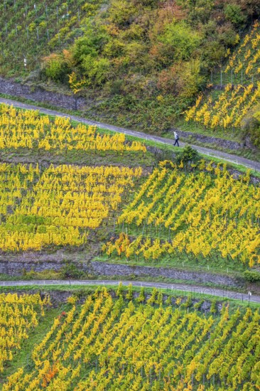 Vineyards in autumn in the central Ahr valley, near Altenahr, Rhineland-Palatinate