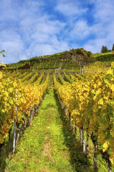 Vineyards in autumn in the central Ahr valley, near Mayschoß, at the Mönchberger Hof winery, Rhineland-Palatinate