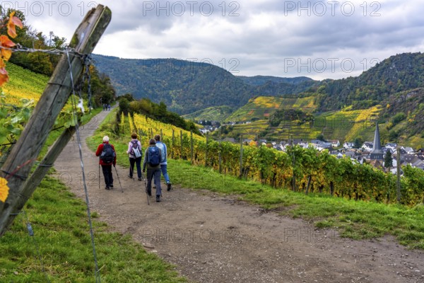 Vineyards in autumn in the middle Ahr valley, near Mayschoß, hiker, red wine hiking trail, Rhineland-Palatinate