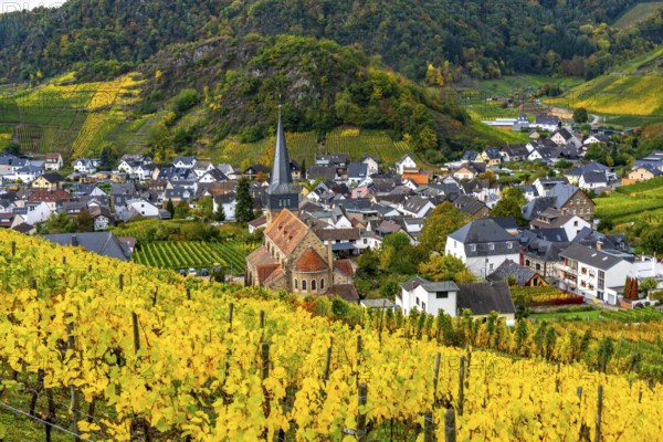 Vineyards in autumn in the central Ahr valley, near Mayschoß, Rhineland-Palatinate