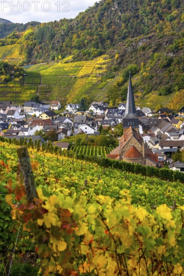 Vineyards in autumn in the central Ahr valley, near Mayschoß, Rhineland-Palatinate