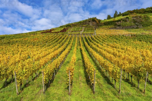 Vineyards in autumn in the central Ahr valley, near Mayschoß, at the Mönchberger Hof winery, Rhineland-Palatinate