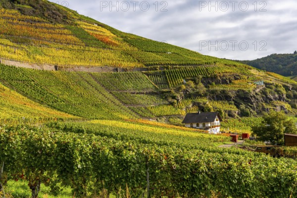 Vineyards in autumn in the middle Ahr valley, near Mayschoß, Mönchberger Hof winery, Rhineland-Palatinate