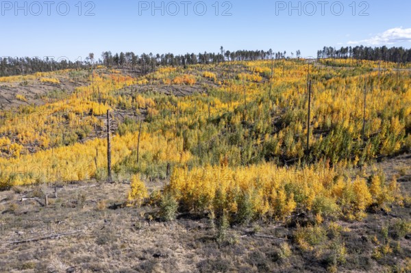 Jacob Lake, Arizona - Aspens show their brilliant fall colors as they revegetate the area burned by the Warm Fire in 2006. That wildfire burned 60, 000 acres north of the Grand Canyon in Kaibab National Forest