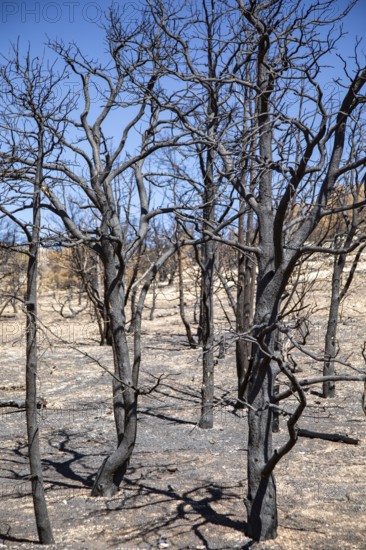 Jacob Lake, Arizona - Burned trees from the White Sage Fire. The wildfire burned 60, 000 acres north of the Grand Canyon in Kaibab National Forest